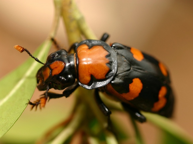 Все о жуках в Угличе | ЗооТом портал о животных