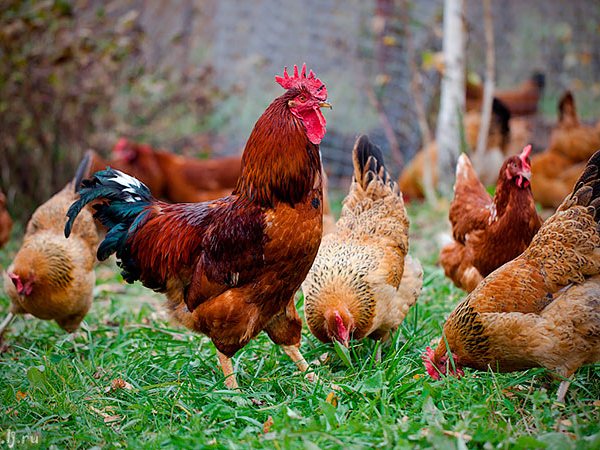 Породы куриц | ЗооТом - продажа, вязка и услуги для животных в Угличе