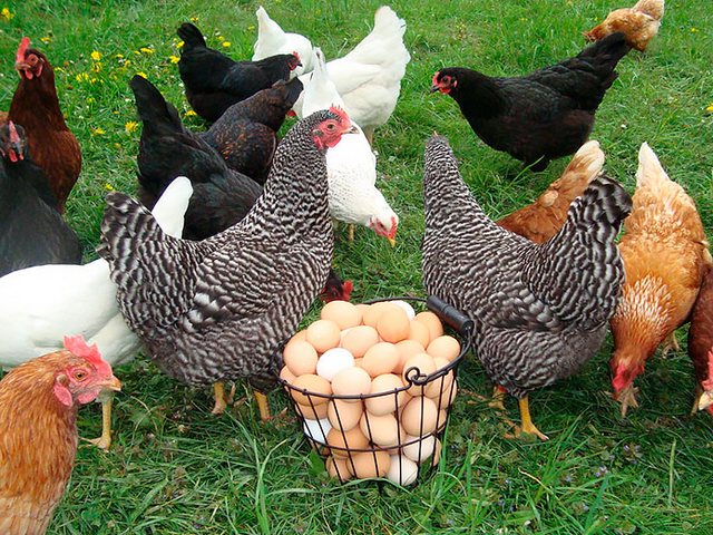Содержание кур и уход за ними | ЗооТом - продажа, вязка и услуги для животных в Угличе