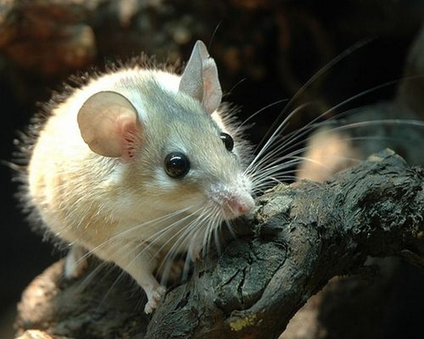 Все о мышах в Угличе | ЗооТом - продажа, вязка и услуги для животных в Угличе