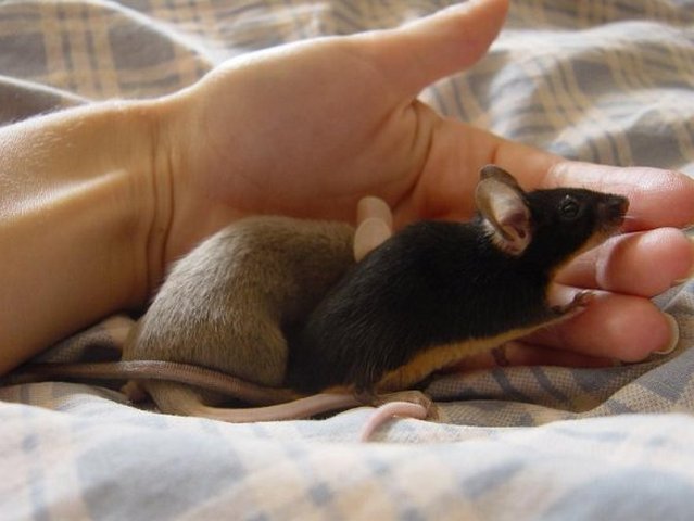 Все о мышах в Угличе | ЗооТом - продажа, вязка и услуги для животных в Угличе