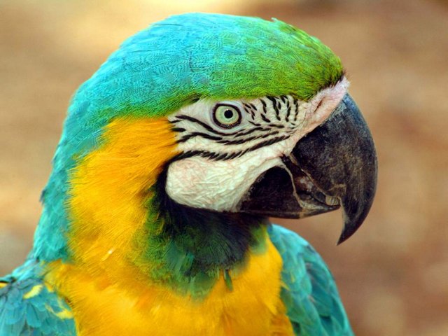 Все о попугаях в Угличе | ЗооТом портал о животных
