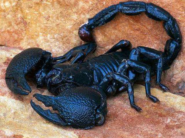 Все о скорпионах в Угличе | ЗооТом портал о животных