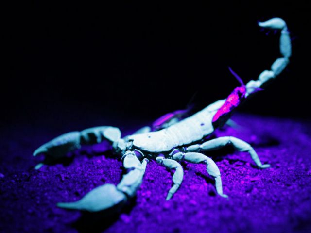 Все о скорпионах в Угличе | ЗооТом портал о животных
