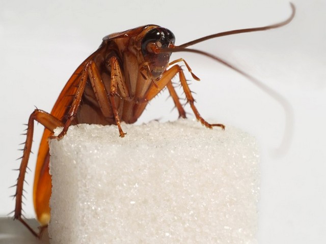 Все о тараканах в Угличе | ЗооТом портал о животных