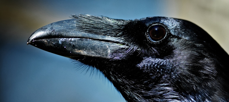 Все о воронах в Угличе | ЗооТом портал о животных