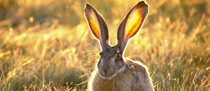 Все о зайцах | ЗооТом - продажа, вязка и услуги для животных в Угличе