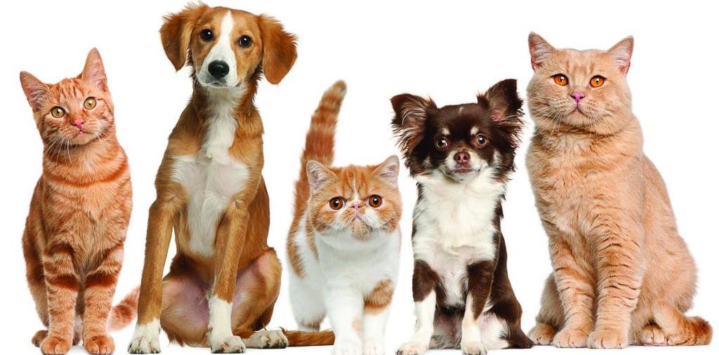 Доска объявлений о животных | ЗооТом - продажа, вязка и услуги для животных в Угличе