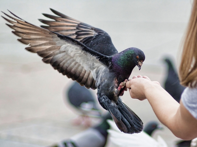 Все о голубях | ЗооТом - продажа, вязка и услуги для животных в Угличе
