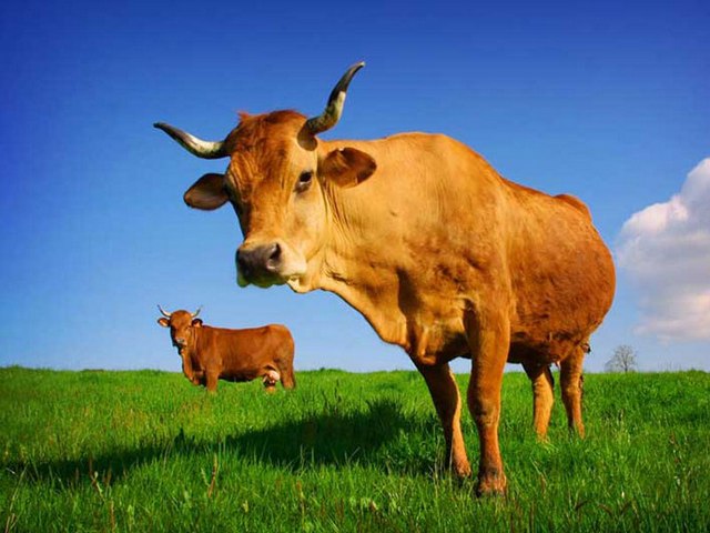 Все о коровах в Угличе | ЗооТом портал о животных
