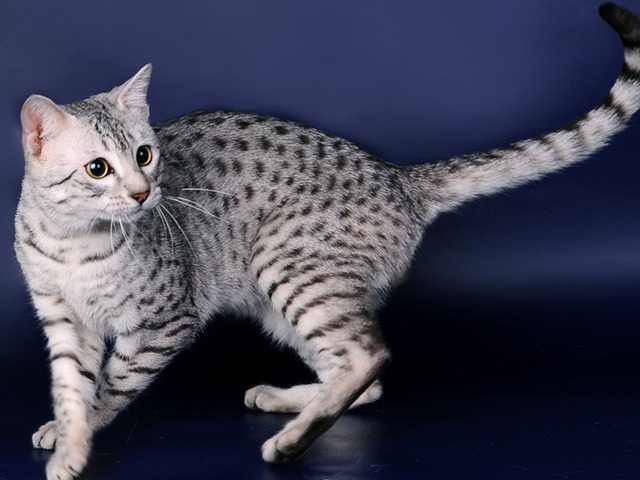 Породы кошек в Угличе | ЗооТом портал о животных