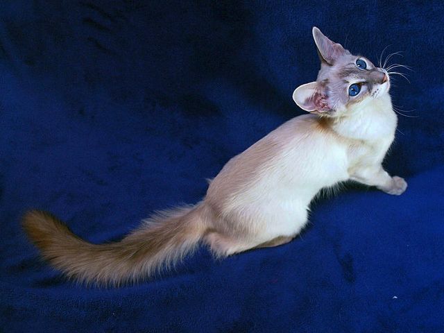 Выведенные породы кошек в Угличе | ЗооТом портал о животных
