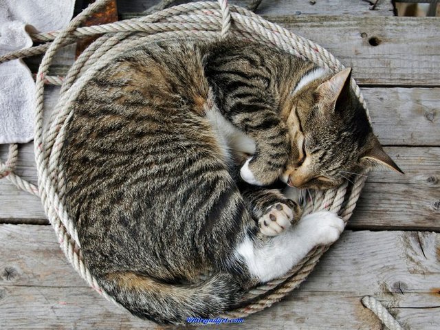 Все о кошках в Угличе | ЗооТом портал о животных