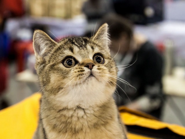 Выставки кошек в Угличе | ЗооТом портал о животных