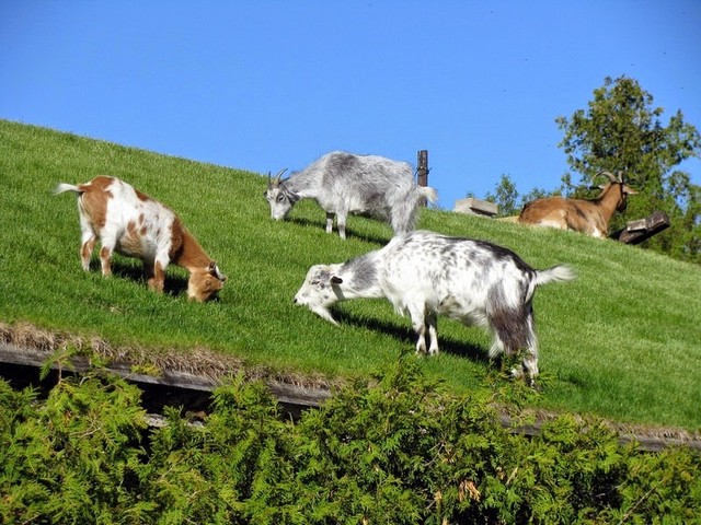 Все о козах в Угличе | ЗооТом портал о животных