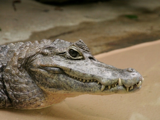 Все о крокодилах в Угличе | ЗооТом портал о животных
