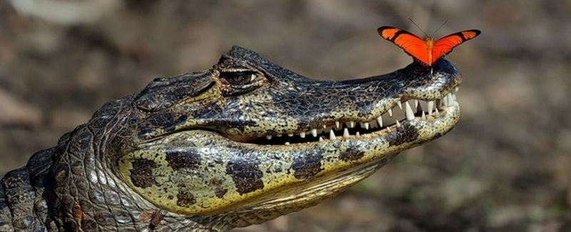 Все о крокодилах в Угличе | ЗооТом портал о животных