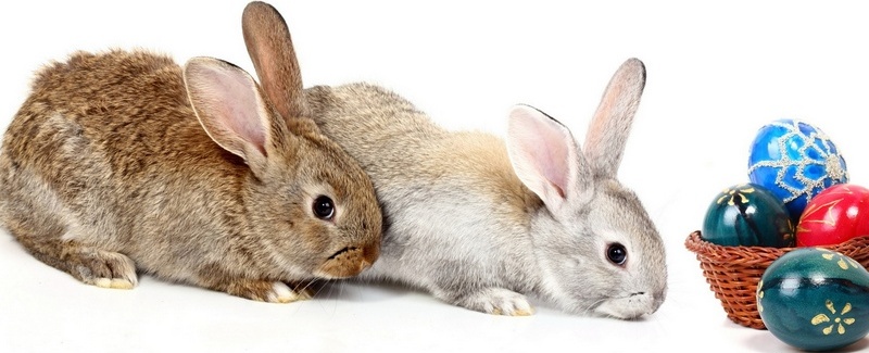 Все о кроликах в Угличе | ЗооТом портал о животных
