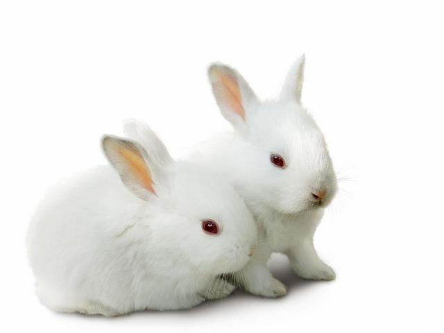 Все о кроликах в Угличе | ЗооТом портал о животных