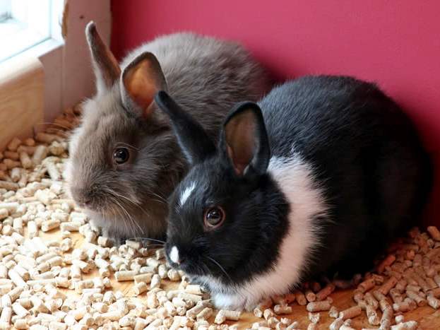 Содержание кроликов и уход за ними в Угличе | ЗооТом портал о животных