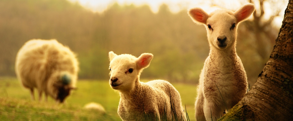 Объявления о сельскохозяйственных животных | ЗооТом - продажа, вязка и услуги для животных в Угличе
