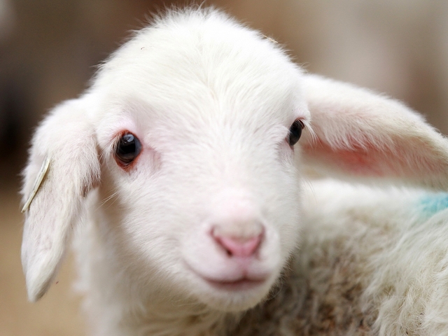 Овцы и бараны в Угличе | ЗооТом портал о животных