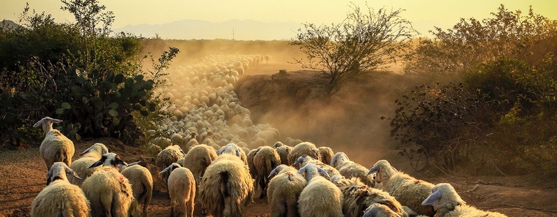 Все об овцах в Угличе | ЗооТом портал о животных