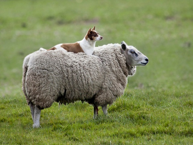 Все об овцах в Угличе | ЗооТом портал о животных