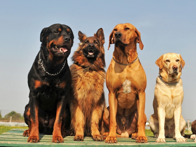Крупные породы собак в Угличе | ЗооТом портал о животных