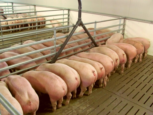 Содержание свиней и уход за ними в Угличе | ЗооТом портал о животных
