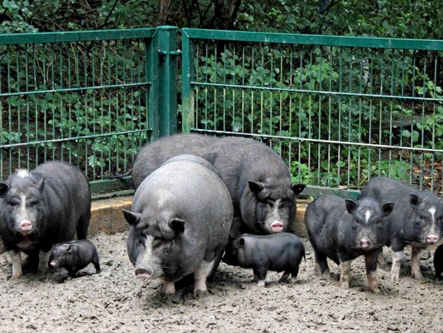 Содержание свиней и уход за ними в Угличе | ЗооТом портал о животных