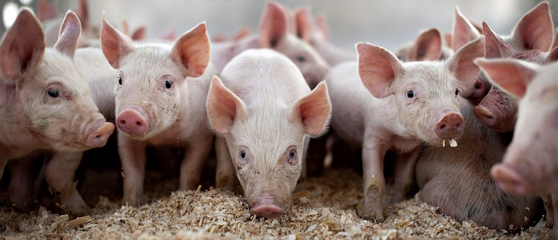 Все о свиньях в Угличе | ЗооТом портал о животных