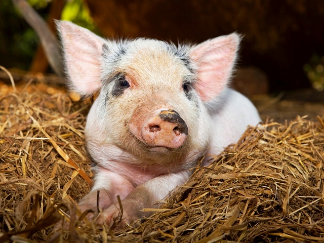 Все о свиньях в Угличе | ЗооТом портал о животных