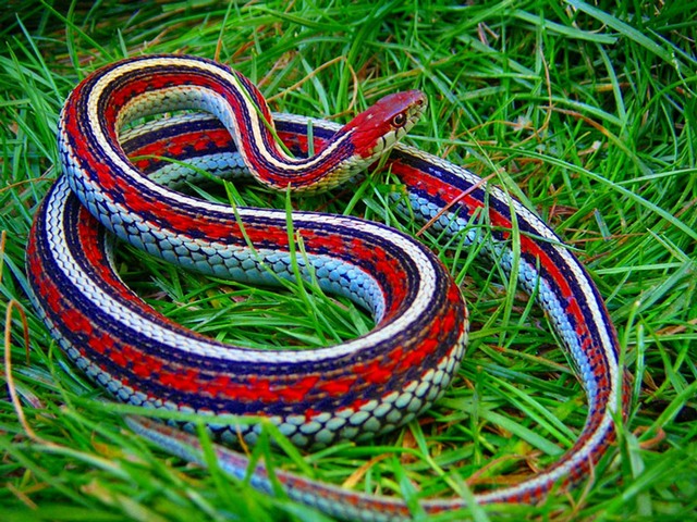 Все о змеях в Угличе | ЗооТом портал о животных